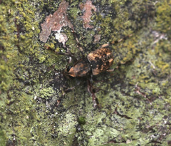 Habrissus omadioides