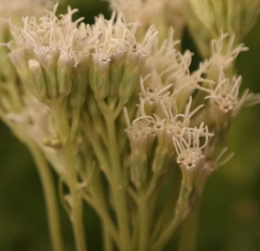 Stomatanthes