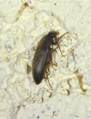 Eupsophulus castaneus