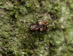 Habrissus omadioides