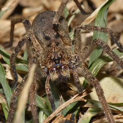 Afroneutria erythrochelis