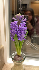 Hyacinthus