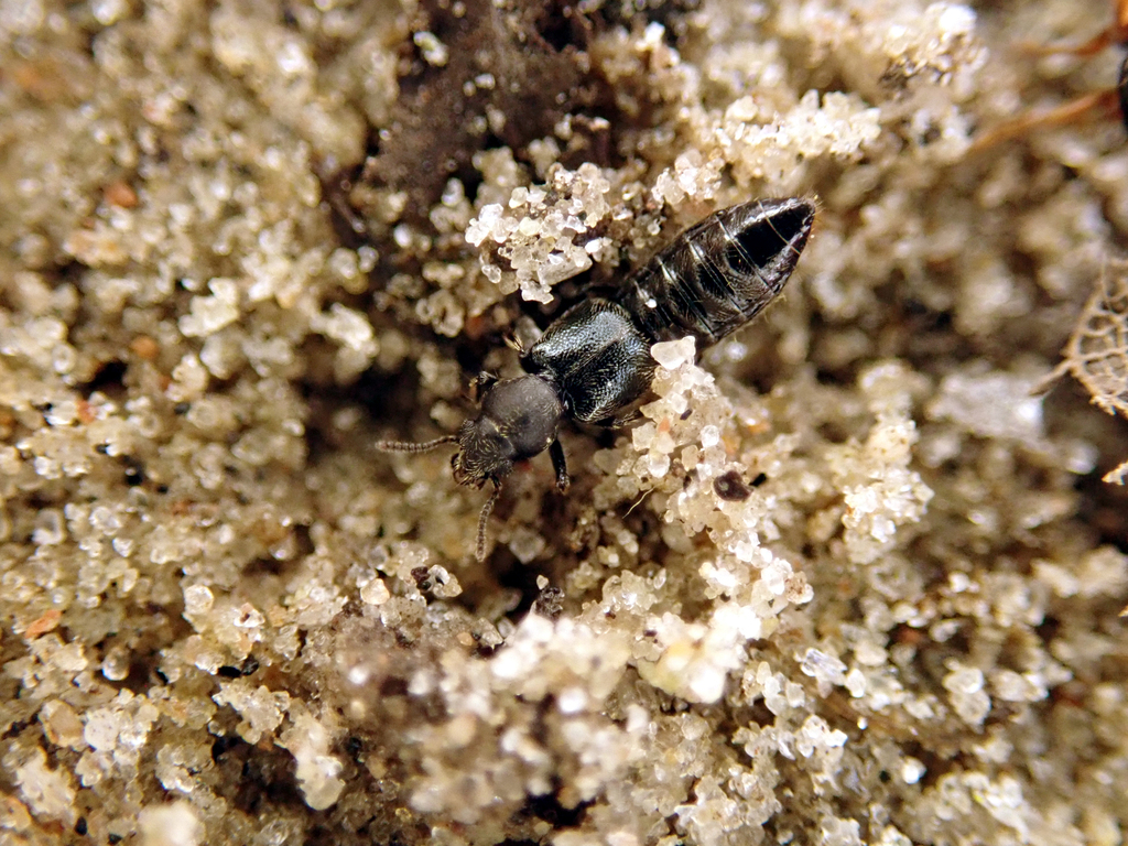 Bledius talpa