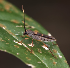 Thranius bimaculatus
