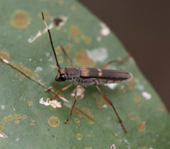 Thranius bimaculatus