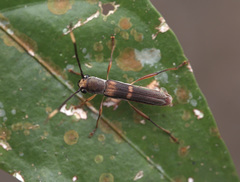 Thranius bimaculatus
