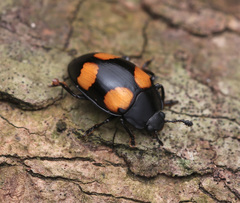 Aulacocheilus doriae