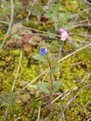 Veronica praecox