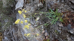 Biscutella valentina