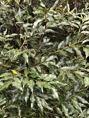Cinnamomum insularimontanum
