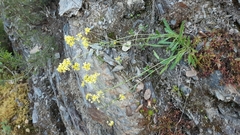 Biscutella valentina