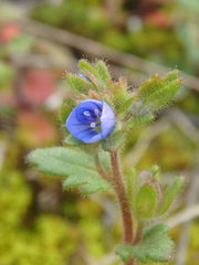Veronica praecox