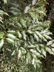 Cinnamomum insularimontanum