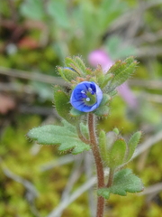 Veronica praecox