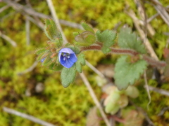 Veronica praecox