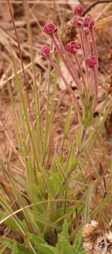 Highland Drumsticks (Zaluzianskya tropicalis)