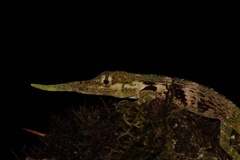Anolis proboscis