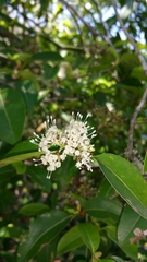 Coptosperma