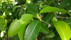 Coptosperma