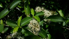 Coptosperma