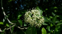 Coptosperma