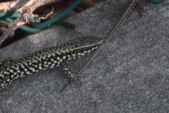 Podarcis muralis maculiventris