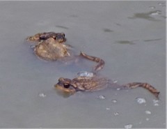 Bufo spinosus