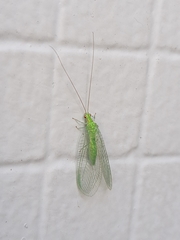 Ceraeochrysa