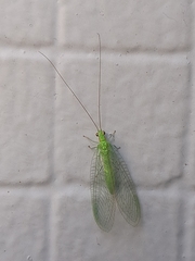 Ceraeochrysa