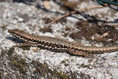 Podarcis muralis maculiventris