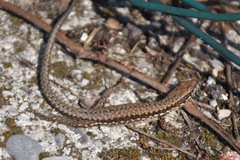 Podarcis muralis maculiventris