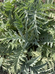 Cynara cardunculus cardunculus