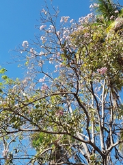 Tabebuia rosea