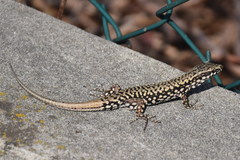 Podarcis muralis maculiventris