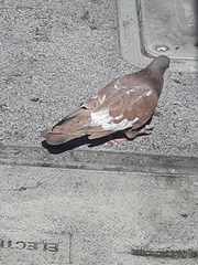 Columba livia