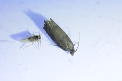 Laodelphax striatella