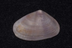 Latona cuneata