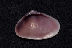 Latona cuneata