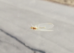 Chrysoperla carnea