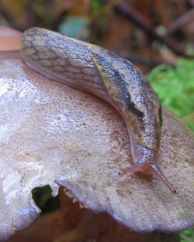 Yellow-bordered Taildropper