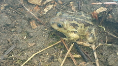 Pelobates fuscus insubricus