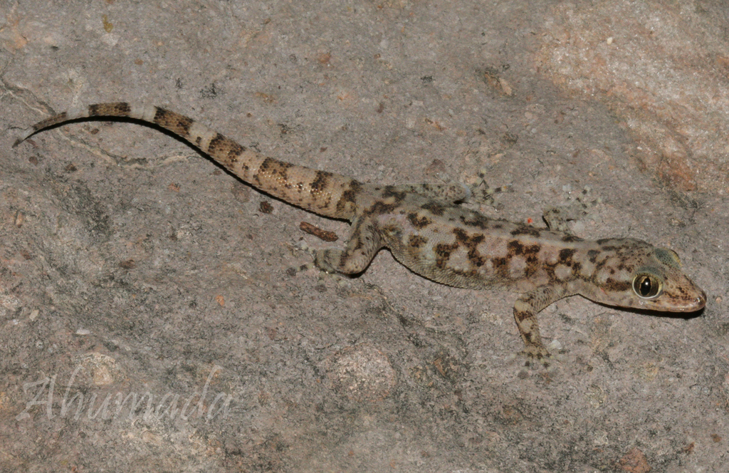 Rio Marquez Valley Gecko