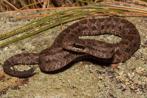 Photo of a Tancitaran Dusky Rattlesnake (Crotalus pusillus)