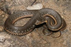 Thamnophis melanogaster