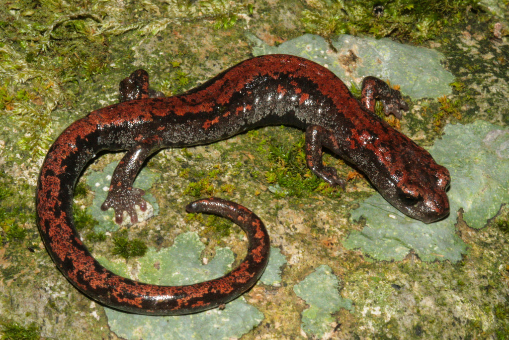 Longtail False Brook Salamander