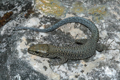 Lepidophyma gaigeae