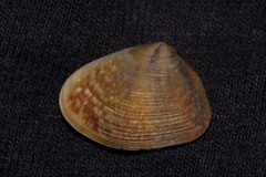 Latona cuneata