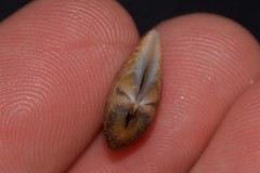 Latona cuneata