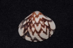 Lioconcha fastigiata