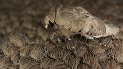 Caradrina atriluna